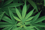 09 cannabis-sativa-leaf