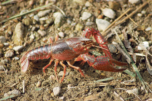 12 freshwater-crayfish-4494372_1920
