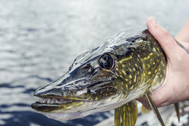 03 fish-northern-pike-recreational-fishing-89512-pxhere.com