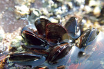 17 mussel-4867351