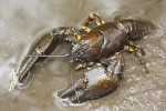 Astacus astacus, the European crayfish, noble crayfish, or broad-fingered crayfish in natural habitat