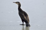 Cormorant on ice Phalacrocorax carbo)